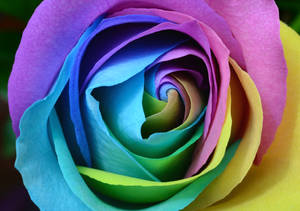 Pastel Rainbow Aesthetic Rose Wallpaper