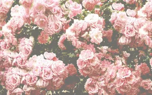 Pastel Vintage Photograph With Selective Focus Wallpaper