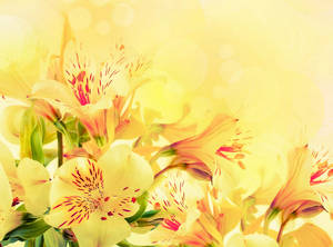 Pastel Yellow Alstroemeria Flowers Wallpaper
