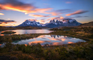 Patagonia Field Teeming With Shrubs Wallpaper