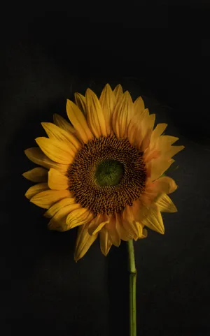 Patch On A Sunflower Phone Wallpaper