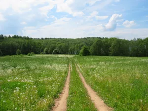 Pathway Between Meadow Wallpaper