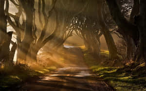 Pathway Of Trees Ireland Desktop Wallpaper