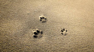Paw Prints On The Sand Wallpaper