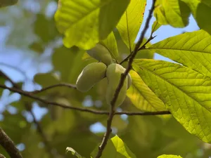 Pawpaw Fruiton Tree Wallpaper