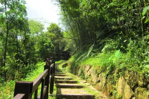 Peaceful Moments In Bamboo Forest Wallpaper