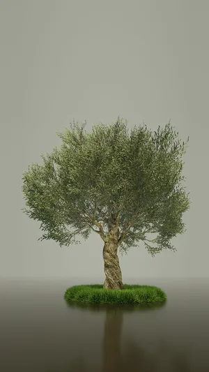 Peaceful Olive Tree Grove In The Countryside Of Santorini, Greece Wallpaper