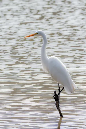 Peaceful Relaxing Great Egret Wallpaper