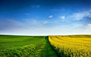 Peaceful Two Toned Coloured Field Wallpaper