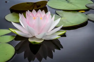 Peaceful Zen Meditation Garden Wallpaper