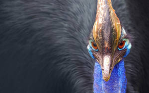 Peacock, Bird, Beak, Feathers Wallpaper