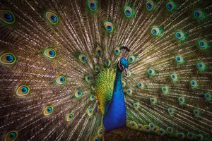 Peacock Bird Trail Wallpaper