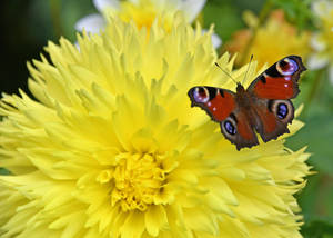 Peacock Butterfly On Flower Wallpaper