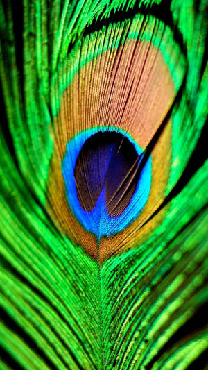 Peacock Feather Cell Phone Image Wallpaper