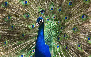 Peacock, Tail, Patterns, Bird Wallpaper