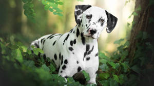 Peeking Dalmatian Dog Wallpaper