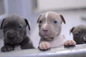 Peeking Dog Pitbull Puppies Wallpaper