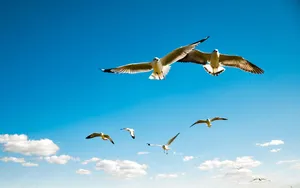 Pelican Birds Flying Over Blue Sky Wallpaper