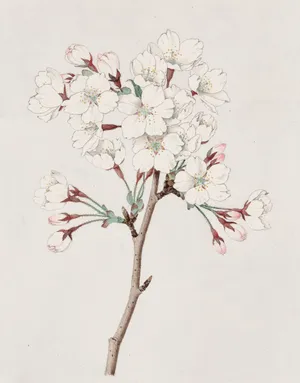Pen And Ink Sketch Of A Beautiful Pink Flower Wallpaper