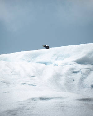 Penguin Peeking Over Ice Wallpaper