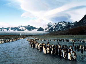 Penguins Colony Wallpaper