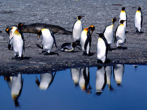 Penguins In Summer Wallpaper