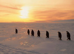 Penguins Snowy Sunrise Wallpaper