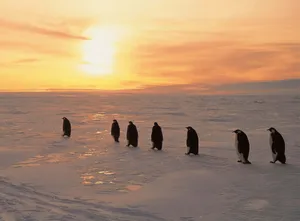 Penguins Snowy Sunrise Wallpaper