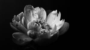 Peony Black Aesthetic Tumblr Laptop Wallpaper