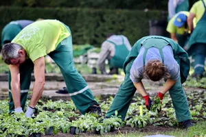 People In Vegetable Gardening Wallpaper