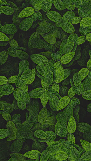 Peppermint Mint Plant Wallpaper