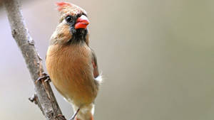 Perched Female Cardinal Wallpaper