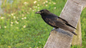 Perched Raven Everglades National Park Wallpaper