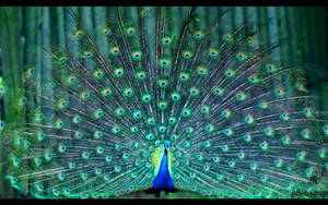 Perfectly Fanned-out Tail Of Peacock Wallpaper