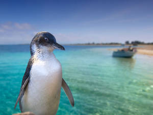 Perth Penguin Island Wallpaper