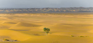 Pessimistic Desert Tree Wallpaper