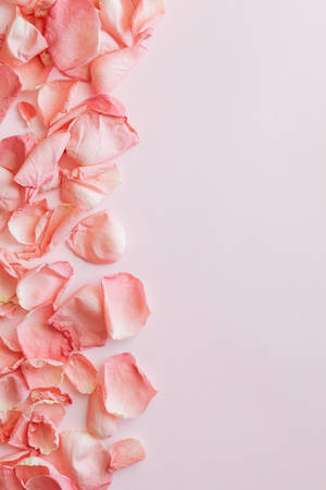 Petals Of Flowers Background Wallpaper