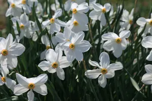 Pheasant Eye Narcissus Flowers Wallpaper