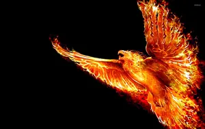 Phoenix Black Background Wallpaper