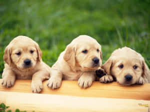 Photo A Happy Pup Playing In The Park Wallpaper