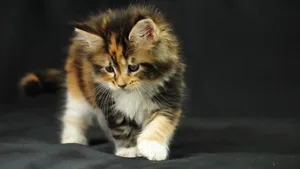 Photo Of Fluffy Kitten Wallpaper