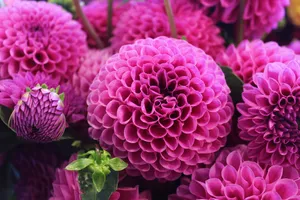 Photo Of Pink Flowers Wallpaper