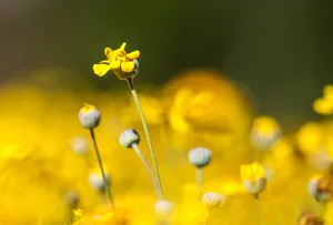 Photo Of Yellow Flower Wallpaper