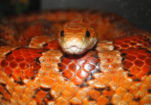 Photogenic Corn Snake Wallpaper