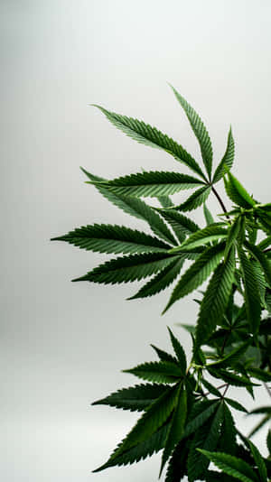 Photograph Of Cannabis Leaf Wallpaper