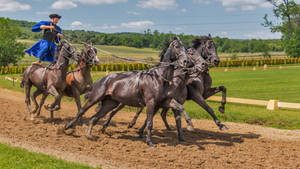 Photography Horse Riding Horse Hungarian Hd Wallpaper | Background Image Wallpaper