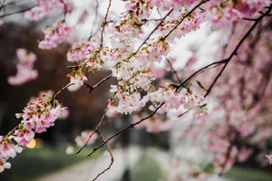 Photography Of Flowers In April Wallpaper