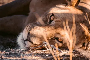 Piercing Look Of A Lioness Wallpaper
