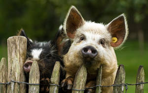 Pigs In The Fence Wallpaper