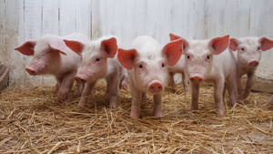 Pigs Standing In Row Wallpaper